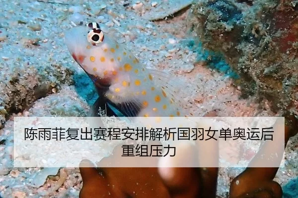 陈雨菲复出赛程安排解析国羽女单奥运后重组压力
